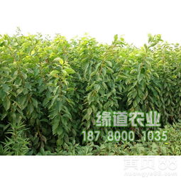 2019年重慶鳳凰李子苗市場報(bào)價(jià)及價(jià)格趨勢(shì)分析