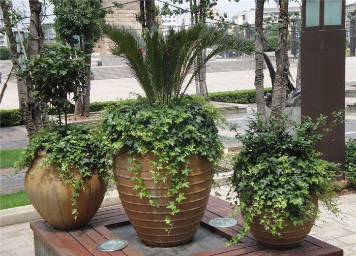 青木園藝 專業杭州植物出租服務，打造綠色辦公與生活空間