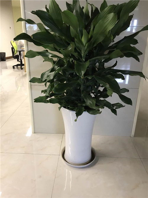 青浦區(qū)與浦東新區(qū)綠植租賃及養(yǎng)護(hù)服務(wù)指南 聯(lián)系電話(huà)與費(fèi)用解析
