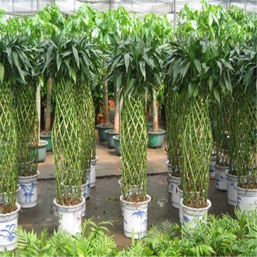 鼓樓區酒店綠植租賃 專業養護服務，打造可持續的生態美學空間
