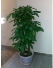 專業綠化，無憂托管 解析廣州市壹展園林綠化的植物租賃與維護服務