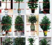 綠色生活，輕享自然——綠化植物租擺與租賃熱賣促銷