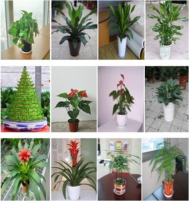 深圳綠植生態管家 盆景、盆栽、花卉租擺與全周期養護服務