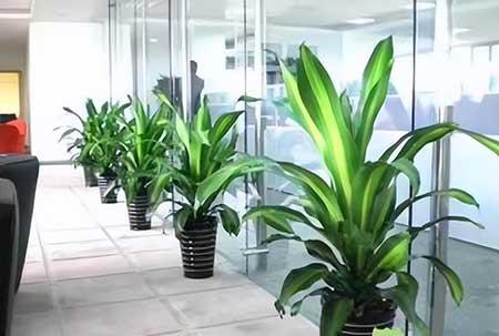 北京辦公室綠植租賃 專業養護，綠色辦公新體驗