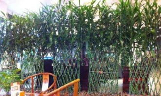 綠植租擺,花卉租賃,園林綠化,庭院設計開業花籃